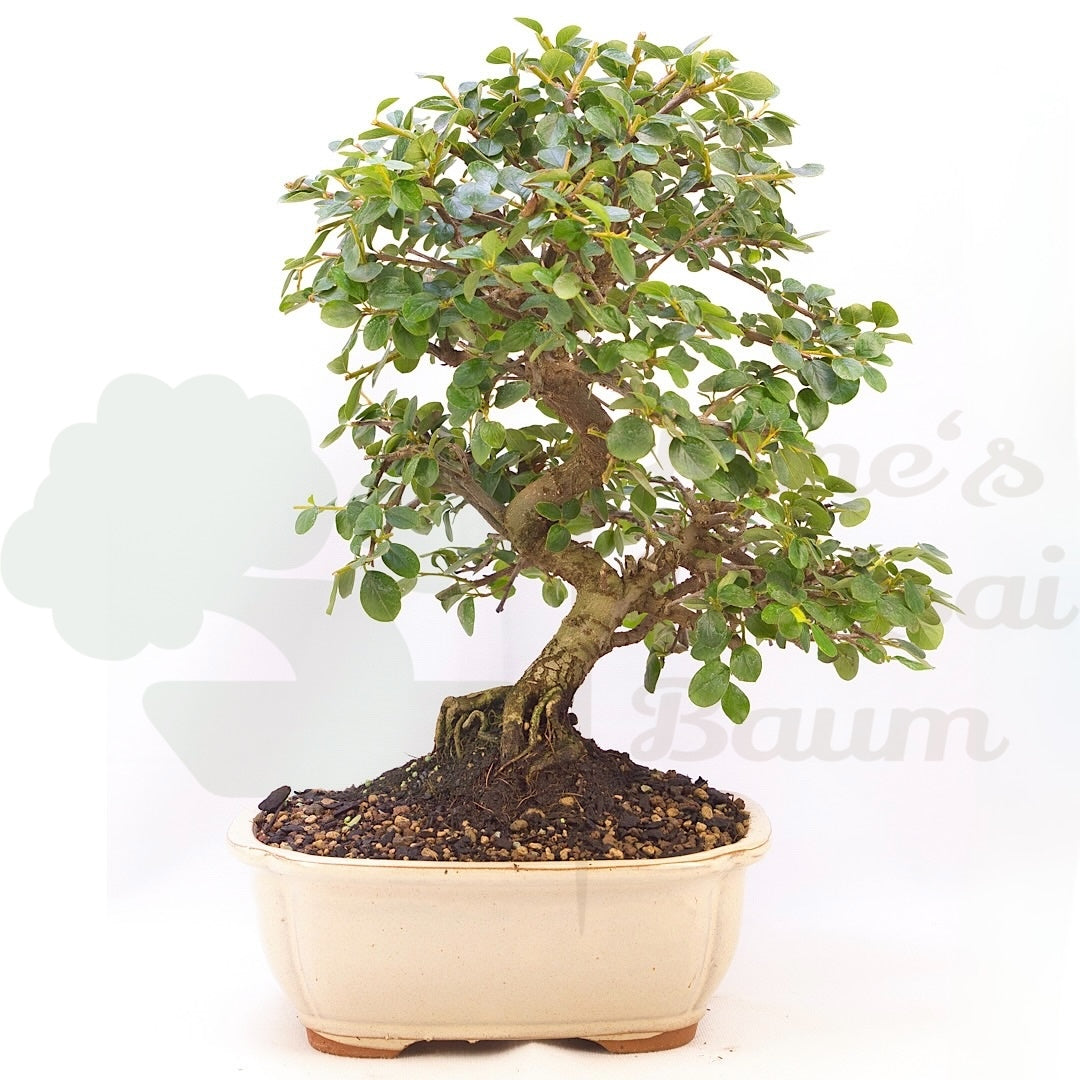 Fächer- Zwergmispel 'Cotoneaster horizontalis'